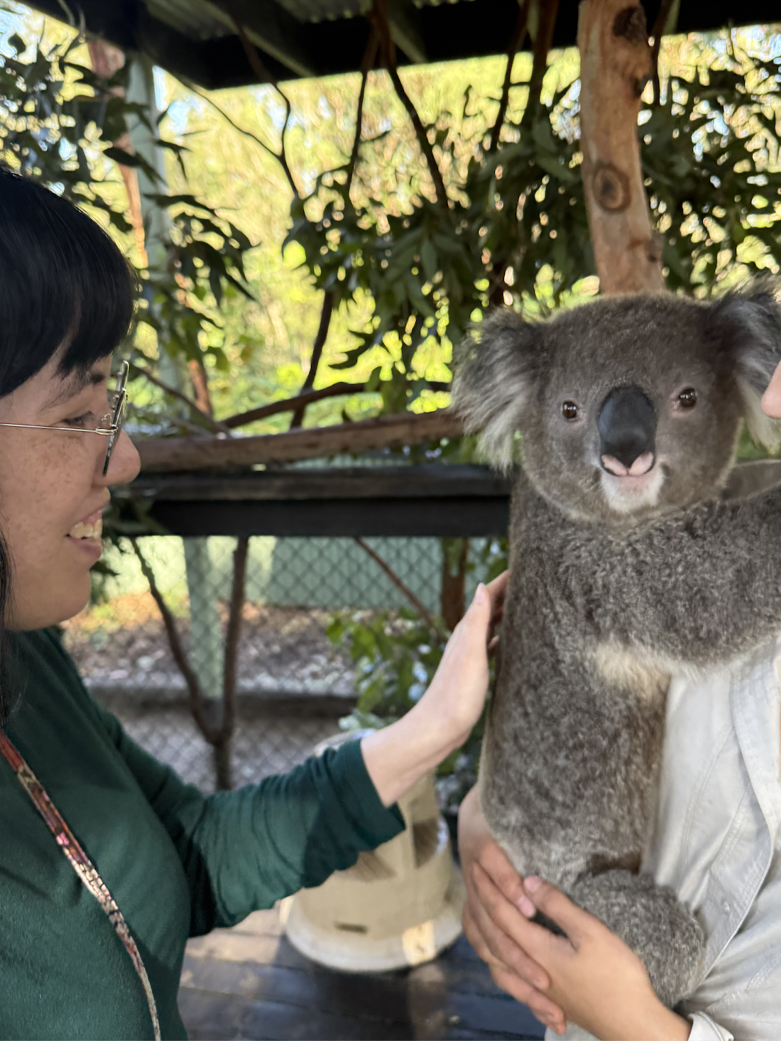 The cutest koala